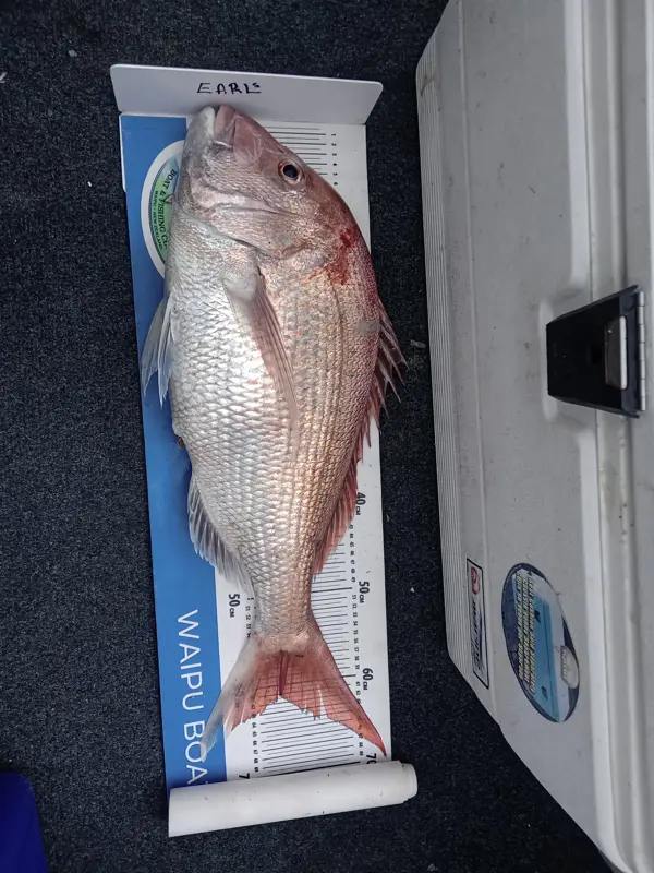 Snapper